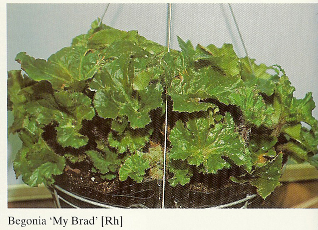 B. ‘My Brad’